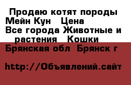 Продаю котят породы Мейн Кун › Цена ­ 12 000 - Все города Животные и растения » Кошки   . Брянская обл.,Брянск г.